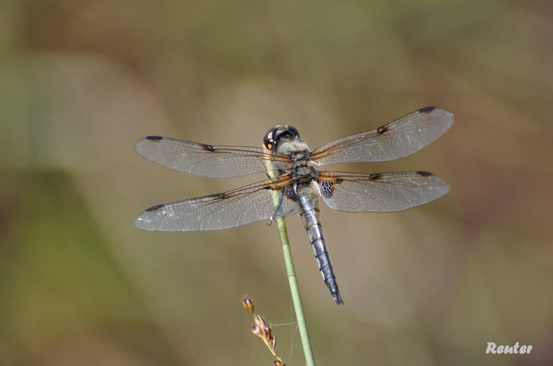 Der Vierfleck _Libellula quadrimaculata_.jpg